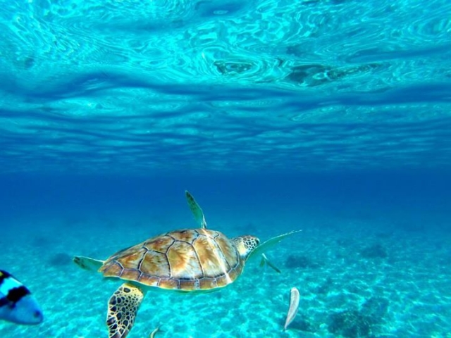  在加勒比浮潜 